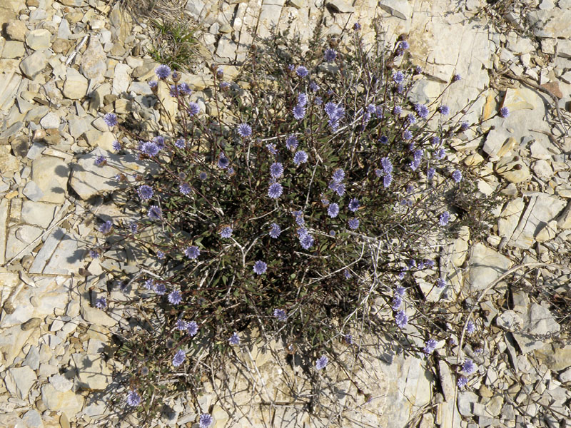 Globularia alypum / Vedovelle cespugliose